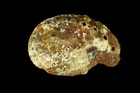 藏品(扁鮑螺)的圖片